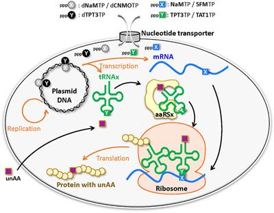 Genetic Code Engineering by Natural and Unnatural Base Pair Systems for the Site-Specific Incorporation of Non-Standard Amino Acids Into Proteins